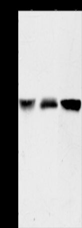 Anti-Acyl-CoA-Thioesterase 9 Rabbit Polyclonal Antibody