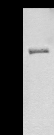 Anti-AF10 Rabbit Polyclonal Antibody