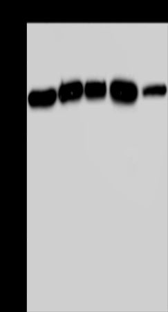 Anti-AGFG1 Rabbit Polyclonal Antibody