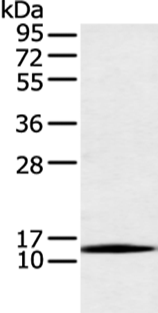 Anti-AKAP7 Rabbit Polyclonal Antibody