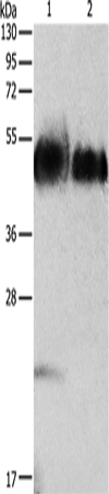 Anti-ORM1 Rabbit Polyclonal Antibody