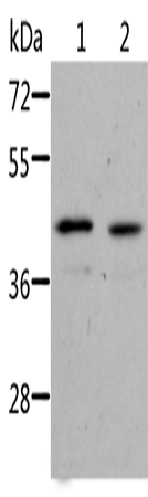 Anti-NIF3L1 Rabbit Polyclonal Antibody