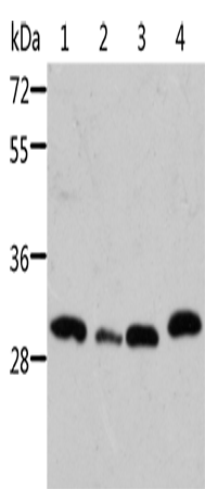 Anti-STRADB Rabbit Polyclonal Antibody