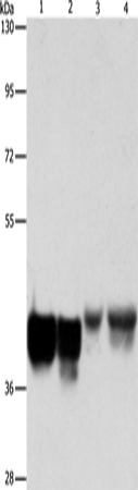 Anti-AUP1 Rabbit Polyclonal Antibody