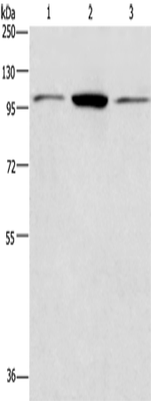 Anti-ANAPC2 Rabbit Polyclonal Antibody