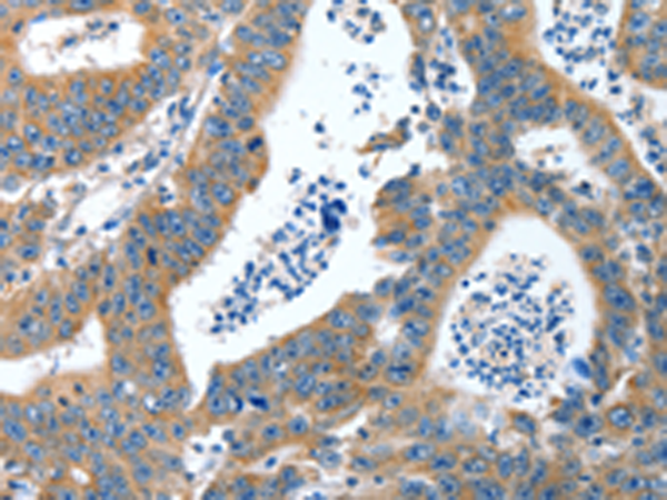 Anti-APC10 Rabbit Polyclonal Antibody