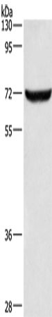 Anti-ANAPC5 Rabbit Polyclonal Antibody