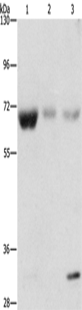 Anti-APPBP1 Rabbit Polyclonal Antibody