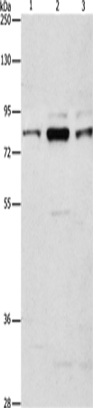 Anti-ARHGEF7 Rabbit Polyclonal Antibody