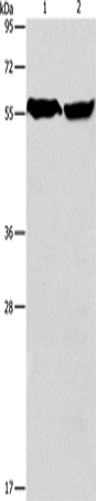 Anti-ARHGEF9 Rabbit Polyclonal Antibody