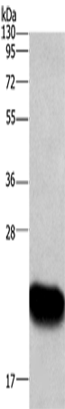 Anti-ARL4A Rabbit Polyclonal Antibody