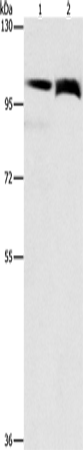 Anti-CD135 Rabbit Polyclonal Antibody