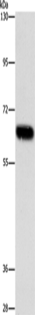 Anti-ARSF Rabbit Polyclonal Antibody