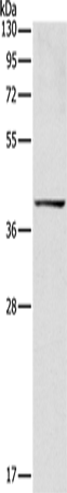 Anti-IDH3B Rabbit Polyclonal Antibody