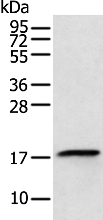 Anti-RPL26L1 Rabbit Polyclonal Antibody