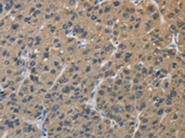 Anti-SIGMAR1 Rabbit Polyclonal Antibody