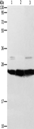 Anti-SIGMAR1 Rabbit Polyclonal Antibody