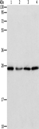 Anti-PSMB7 Rabbit Polyclonal Antibody