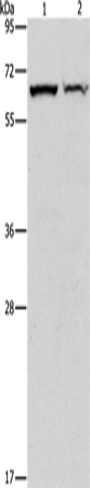Anti-CBS Rabbit Polyclonal Antibody