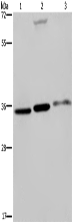 Anti-PITX2 Rabbit Polyclonal Antibody