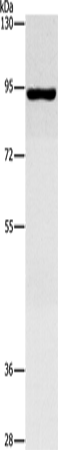 Anti-MAP4K2 Rabbit Polyclonal Antibody