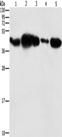 Anti-PGK2 Rabbit Polyclonal Antibody