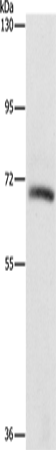 Anti-KLC1 Rabbit Polyclonal Antibody