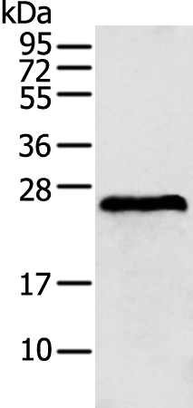 Anti-GSTA2 Rabbit Polyclonal Antibody