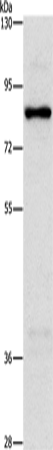 Anti-NOL9 Rabbit Polyclonal Antibody