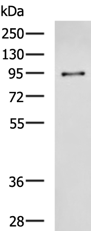 Anti-BAP1 Rabbit Polyclonal Antibody