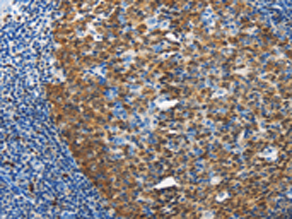 Anti-DCK Rabbit Polyclonal Antibody