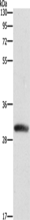 Anti-DCK Rabbit Polyclonal Antibody