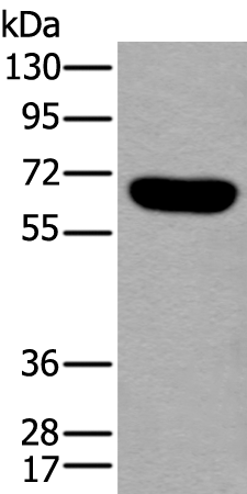 Anti-Activin Receptor Type IA Rabbit Polyclonal Antibody