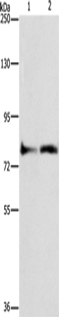 Anti-ASAH2 Rabbit Polyclonal Antibody
