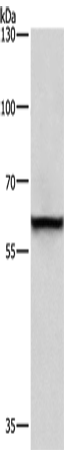 Anti-ASC 1 Rabbit Polyclonal Antibody