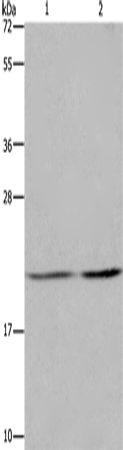 Anti-ASF1A Rabbit Polyclonal Antibody