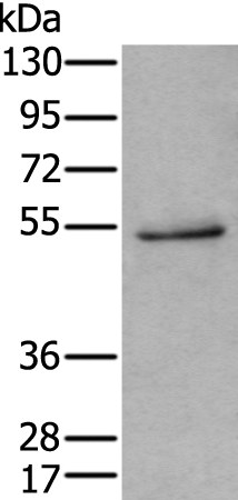 Anti-HTR3C Rabbit Polyclonal Antibody