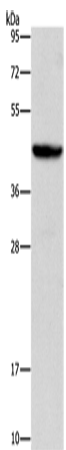 Anti-ORM2 Rabbit Polyclonal Antibody