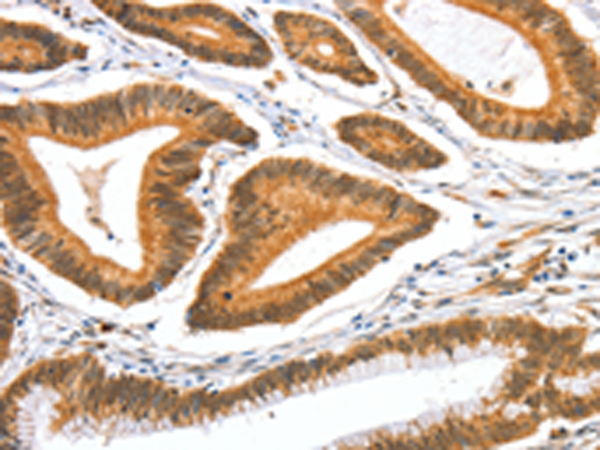 Anti-AIFM3 Rabbit Polyclonal Antibody