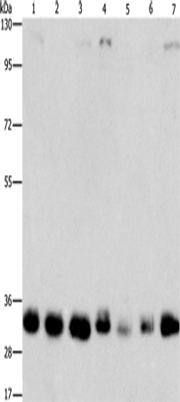 Anti-MPG Rabbit Polyclonal Antibody