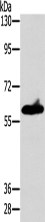 Anti-ASB3 Rabbit Polyclonal Antibody