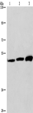 Anti-VWA5A Rabbit Polyclonal Antibody