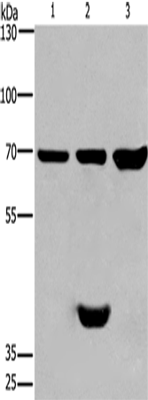 Anti-CABLES1 Rabbit Polyclonal Antibody