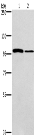 Anti-CARD14 Rabbit Polyclonal Antibody