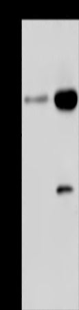 Anti-CD160 Rabbit Polyclonal Antibody