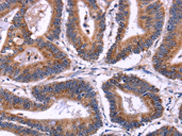Anti-SIGLEC5 Rabbit Polyclonal Antibody