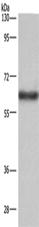 Anti-SIGLEC5 Rabbit Polyclonal Antibody