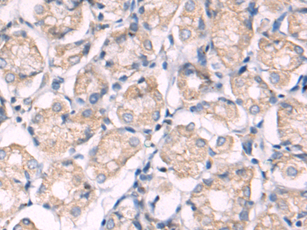 Anti-SIGLEC9 Rabbit Polyclonal Antibody