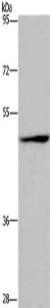 Anti-SIGLEC9 Rabbit Polyclonal Antibody