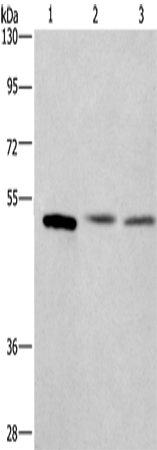 Anti-CEP55 Rabbit Polyclonal Antibody